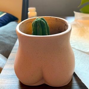 4 San Pedro cacti